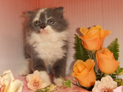 スコティッシュフォールド子猫の写真