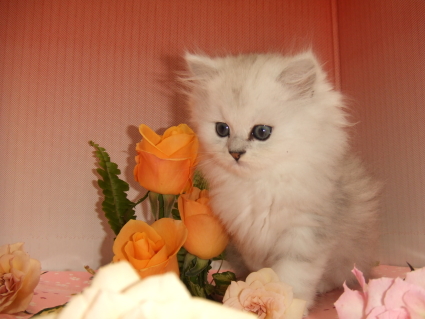 チンチラ子猫の写真