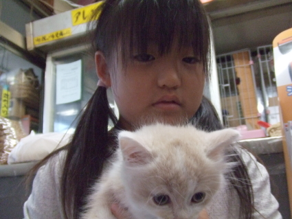 マンチカン子猫の写真