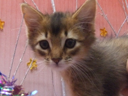 ソマリ子猫の写真