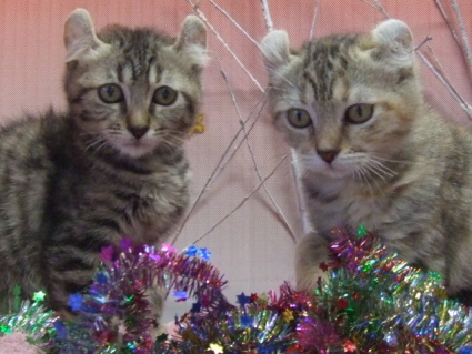 アメリカンカール「カシス」の子猫の写真2