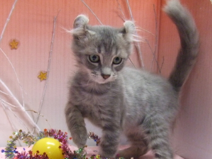 アメリカンカール「カシス」の子猫の写真3