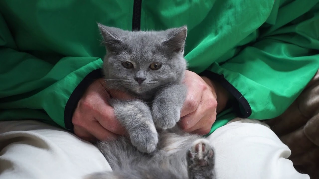 シャルトリューとブリティッシュの子猫 19 2 13 子猫ちゃん日記 カブキキャットブログ