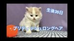 ブリティッシュロングヘア子猫 2021-02-26
