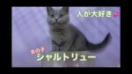 シャルトリュー子猫 2021-03-06
