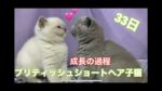 ブリティッシュショートヘア子猫 2021-03-06